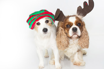 FUNNY AND CUTE CUOUPLE OF DOGS WEARING A  RED AND GREEN CHRISTMAS  AND REINDER HAT ISOLATED ON WHITE BACKGROUND