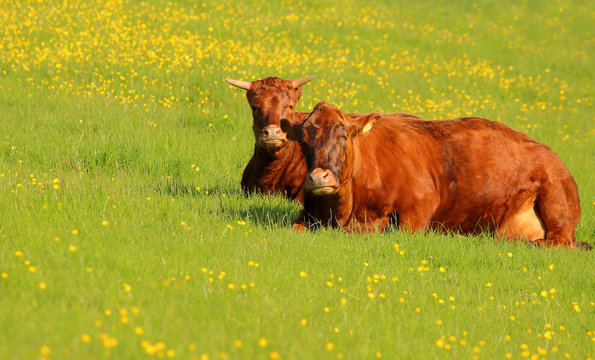 Photo of two Dexter cows lying down in the meadow.