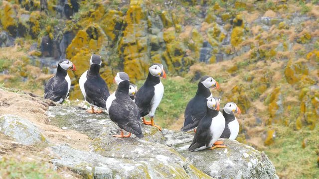 Atlantic Puffins (Fratercula arctica), on cliff&rsquo;s edge at Isle of May, Scotland.