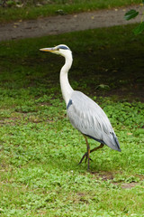 Fototapeta premium Blue Heron