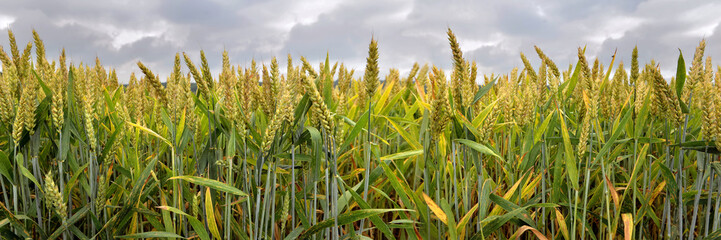 field of wheat under coudy sky in panoramic format