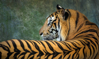 Colorful patterns and skin of the Indochinese tiger.
