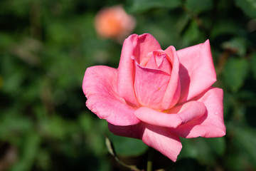 ピンク色のばら「芳純」の花のアップ	