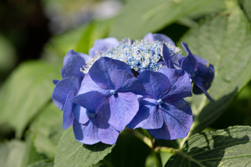 紫色のあじさいの花のアップ	