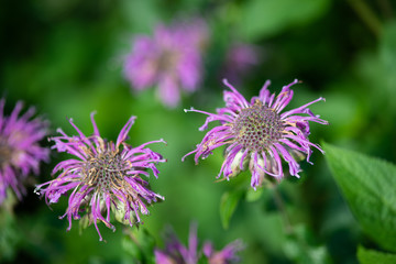 紫色のベルガモットの花のアップ