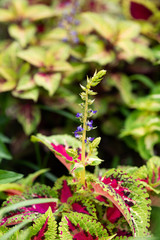 紫色のコリウスの花のアップ