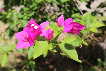 Obraz na płótnie Canvas Purple bougainvillea flower on daylight, Panicle Bunch Fragrant pink and purple, flower with blurred background