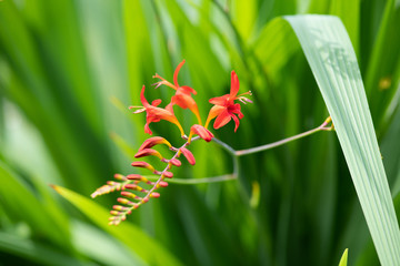 Obraz premium 赤いヒメヒオウギズイセンの花のアップ 