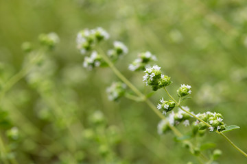 白いスイートマジョラムの花のアップ