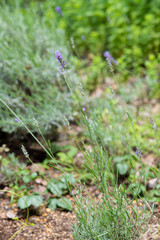 紫色のラベンダーの花