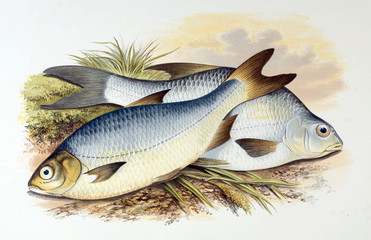 Illustration of fish. bream