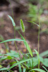 緑色のねこじゃらしのアップ