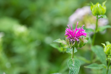 ピンク色のベルガモットの花のアップ	