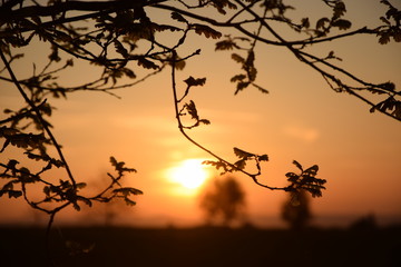 Morgensonne