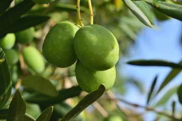 aceitunas, aceite, olivas, olivos, verde