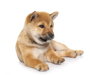 puppy shiba inu