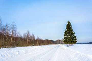 Green slender spruce at the edge of a snowy road.