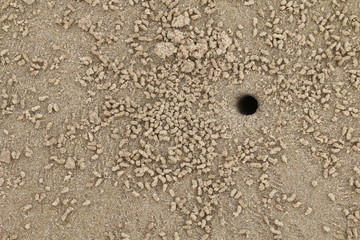 a hole of hermit crab in the sand sea