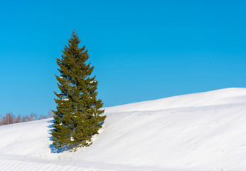 Slim green spruce tree on a snowy hillside.