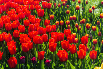 Background of red tulips.