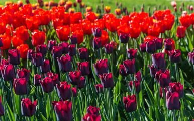 Background of red and purple tulips.