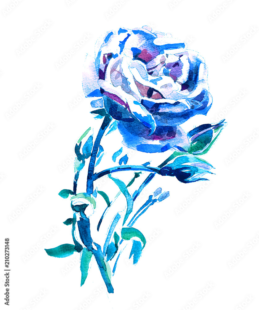 Wall mural blue rose - watercolor hand painting artwork