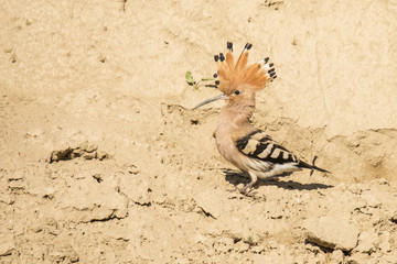 Hoopoo, Upupa epops © Gert Hilbink