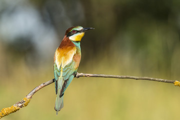 Obraz premium Bee-eater, Merops apiaster