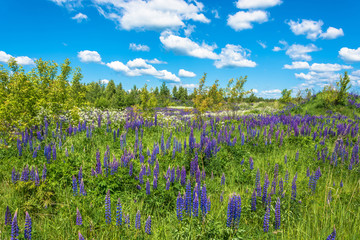 Beautiful landscape with purple lupines.