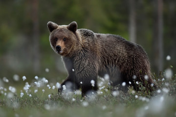 Fototapeta premium Brown bear walking at night in the bog with forest background