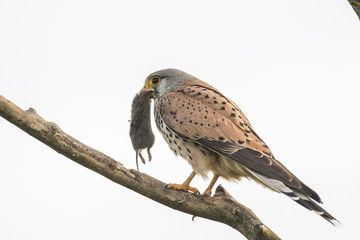 ‎kestrel,  Falco tinnunculus