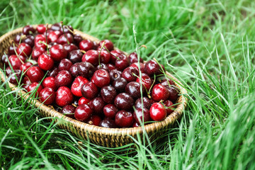 Wicker bowl with fresh ripe cherry on green grass
