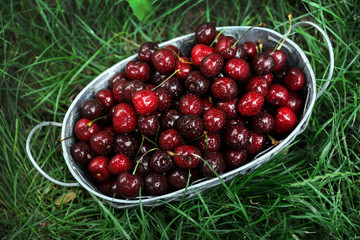 Metal basket with fresh ripe cherry on green grass