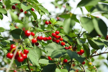 Fresh ripe cherry berries on tree