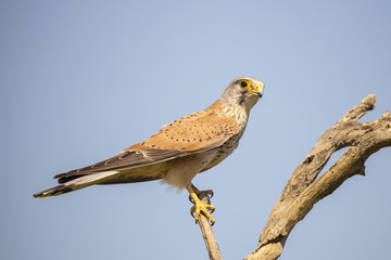 Naklejka premium ‎kestrel, Falco tinnunculus
