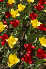 red and yellow tulips