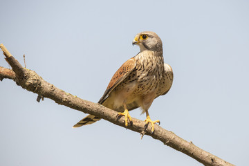 ‎kestrel,  Falco tinnunculus