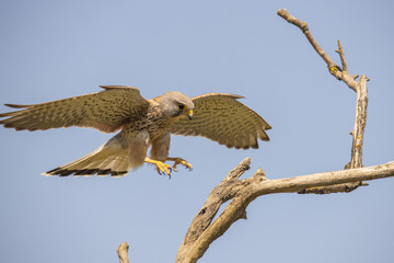 ‎kestrel,  Falco tinnunculus