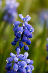 Fototapeta na wymiar Blaue Blüten