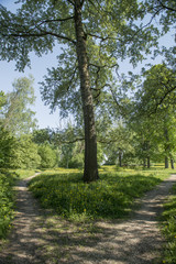 Obraz premium footpath in the park