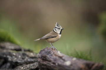 ‎crested tit, Lophophanes cristatus