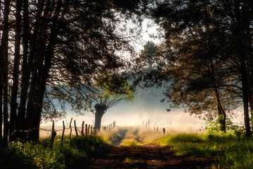 Mglisty poranek nad łąkami © podlaski49