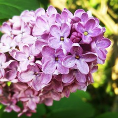 Lilac