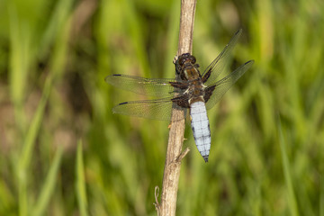 Dragonfly, Libellula 