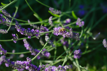 Bumblebee sitting on a branch of purple lavender