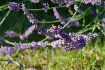 Bumblebee sitting on a branch of purple lavender