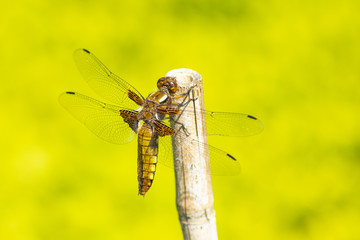 Dragonfly, Libellula 