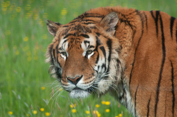 Tigre à Planète sauvage