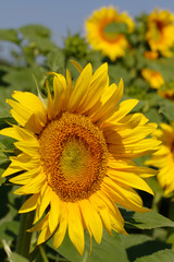 Fototapeta premium Large unripe yellow sunflower close-up on a green background