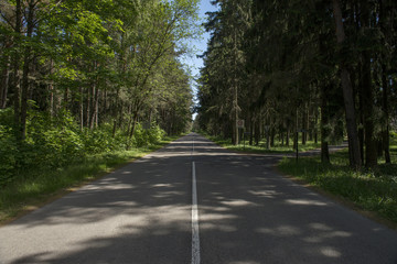 road in the woods